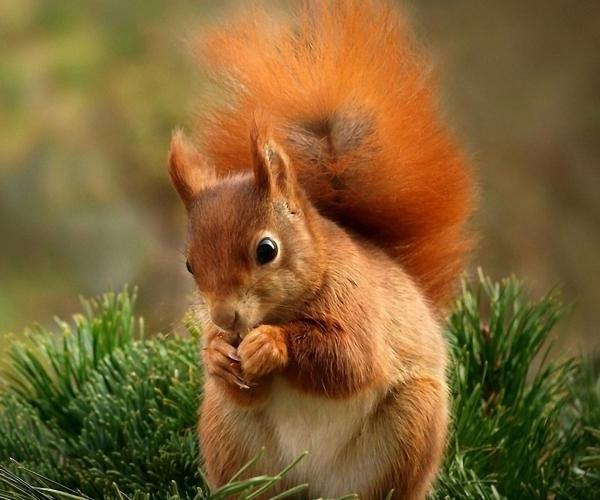 Animal poems