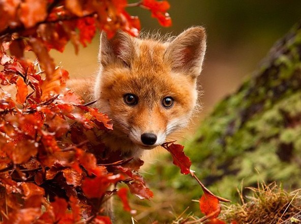 Animal poems
