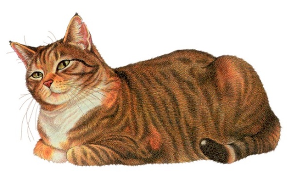 Cat poems