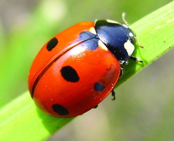Insect poems