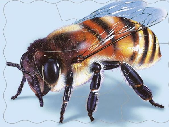 Insect poems