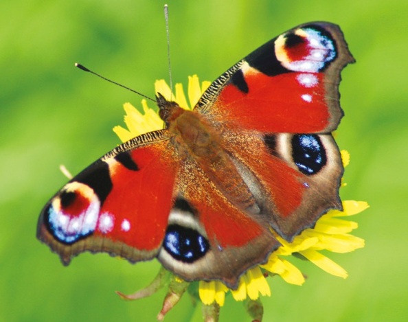 Insect poems